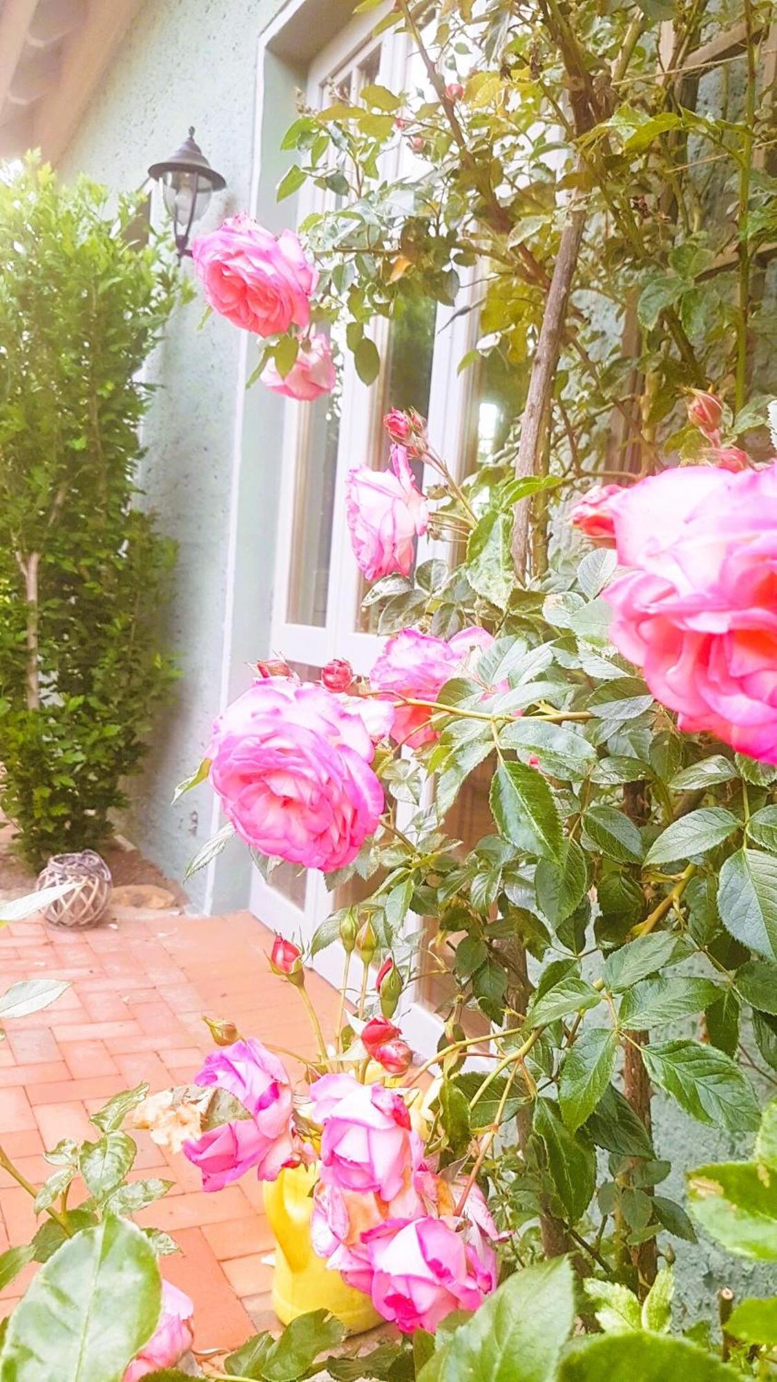 Ferienhaus Salvia Gremersdorf-Buchholz ภายนอก รูปภาพ