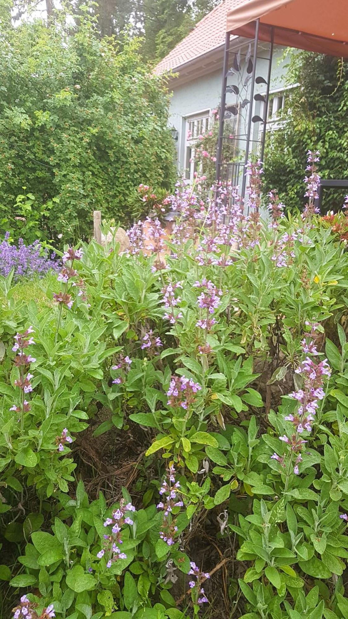 Ferienhaus Salvia Gremersdorf-Buchholz ภายนอก รูปภาพ